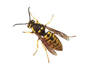 Wasp PNG-74588